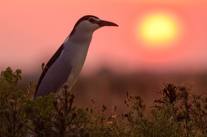 gute nacht, reiher!