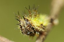 Kleiner Eisvogel, Limenitis camilla, Portrait der Raupe 2