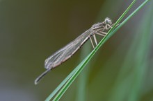 Frisch geschlüpfte Federlibelle