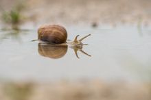 Weinbergschnecke