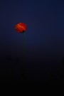 Leuchtender Klatschmohn (Papaver rhoeas)