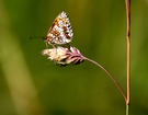 Platz  ist auf der kleinsten Blüte