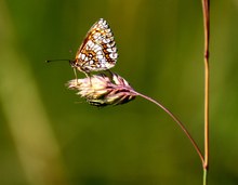 Platz  ist auf der kleinsten Blüte