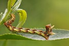 Raupe vom Großen Frostspanner (Erannis defoliaria)