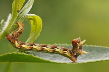 Raupe vom Großen Frostspanner (Erannis defoliaria)