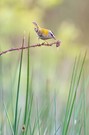Sommergoldhähnchen am Maar