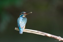 Eisvogel, ganz nah...