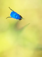 Hoplia coerulea 2015