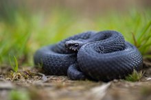 Vipera berus bosniensis