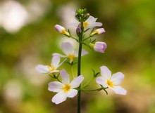 Blütenstand der Wasserfeder (Hottonia palustris)