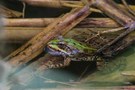 Teichfrosch
