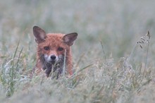 Es roch nach nassem Fuchs