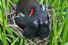 Moorhen - Teichhuhn