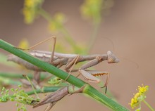 Mantis religiosa, Südfrankreich