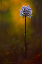 (Standing Proud) In the Day's Last Light