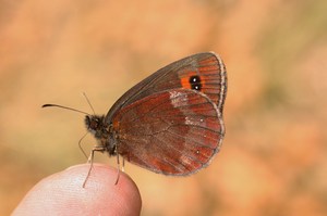 Graubindiger Mohrenfalter, Erebia aethiops