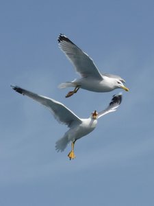 Zwei Möwen im Flug