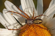 Männchen der Eichblatt-Kreuzspinne