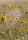 zwischen den Butterblumen