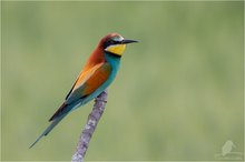 Bienenfresser (Merops apiaster)