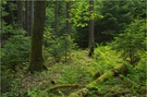 Sommerwaldspaziergang