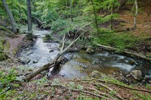 Urwald vor der Haustür