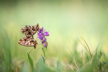 Magerrasen-Perlmutterfalter (Boloria dia)