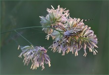 *Eichblatt-Radspinne*