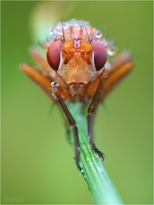 Rote Augen