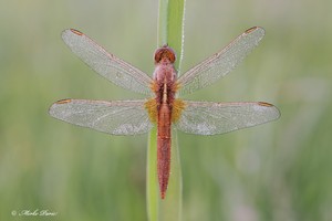 Crocothemis erythraea – Feuerlibelle