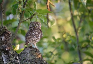 Steinkauz in seinem BAum