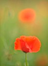 Poppy 2