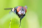 Schmeißfliege