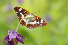 Kleiner Eisvogel, Limenitis camilla. 2