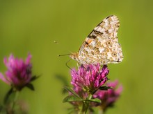 Distelfalter im Klee