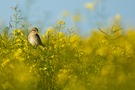 In der Blütenpracht