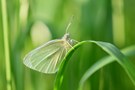 Pieris rapae - Kleiner Kohlweißling