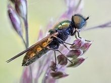 Waffenfliege, Chloromyia formosa (Diptera, Stratiomyidae)