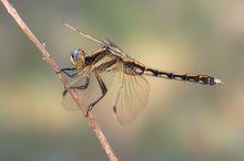 White-tailed skimmer