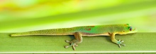 Goldstaub Taggecko