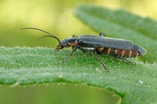 Soldatenkäfer