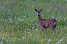 Morgens auf der Wiese...