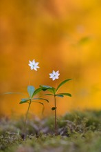 Symbolblume des Fichtelgebirges