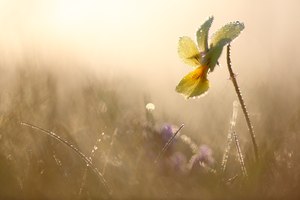 Morgenfrische in der Galmeiflur