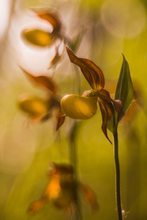 Cypripedium calceolus I (früheres Abendlicht)