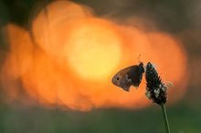 kleiner Heufalter? im Abendrot