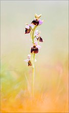 "Ophrys holoserica"