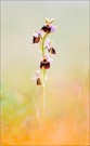"Ophrys holoserica"