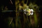 Wasserfrosch