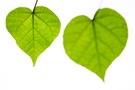 ~ green heart ~